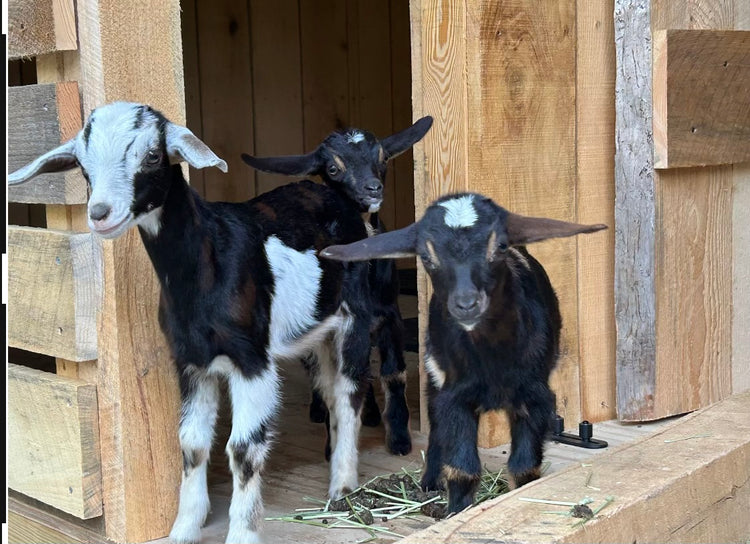 Goat Milk Lotion