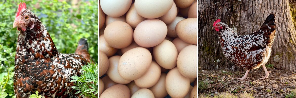 Speckled Sussex Fertile Hatching Eggs