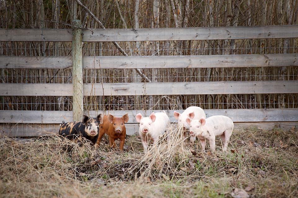 Half Pig Deposit: September 2025
