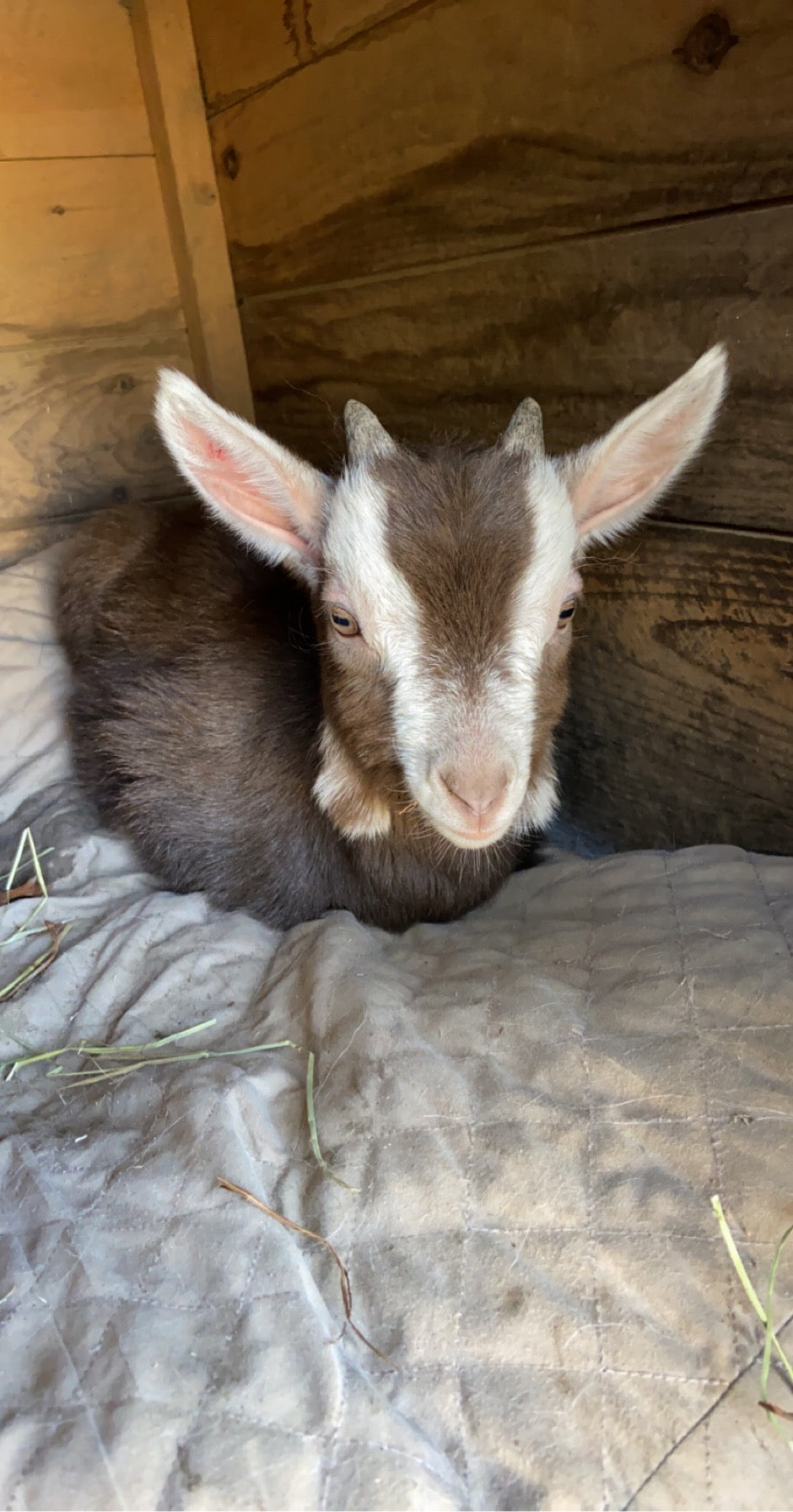 A farmer's first love (part 1)