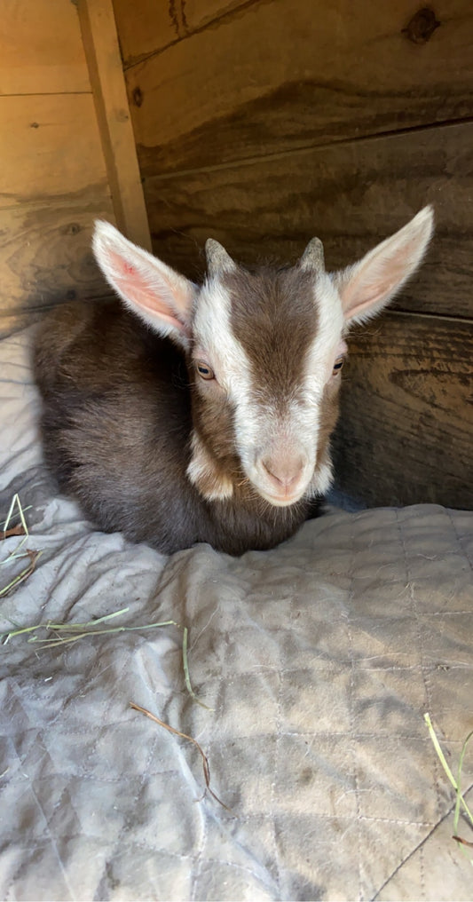 A farmer's first love (part 1)