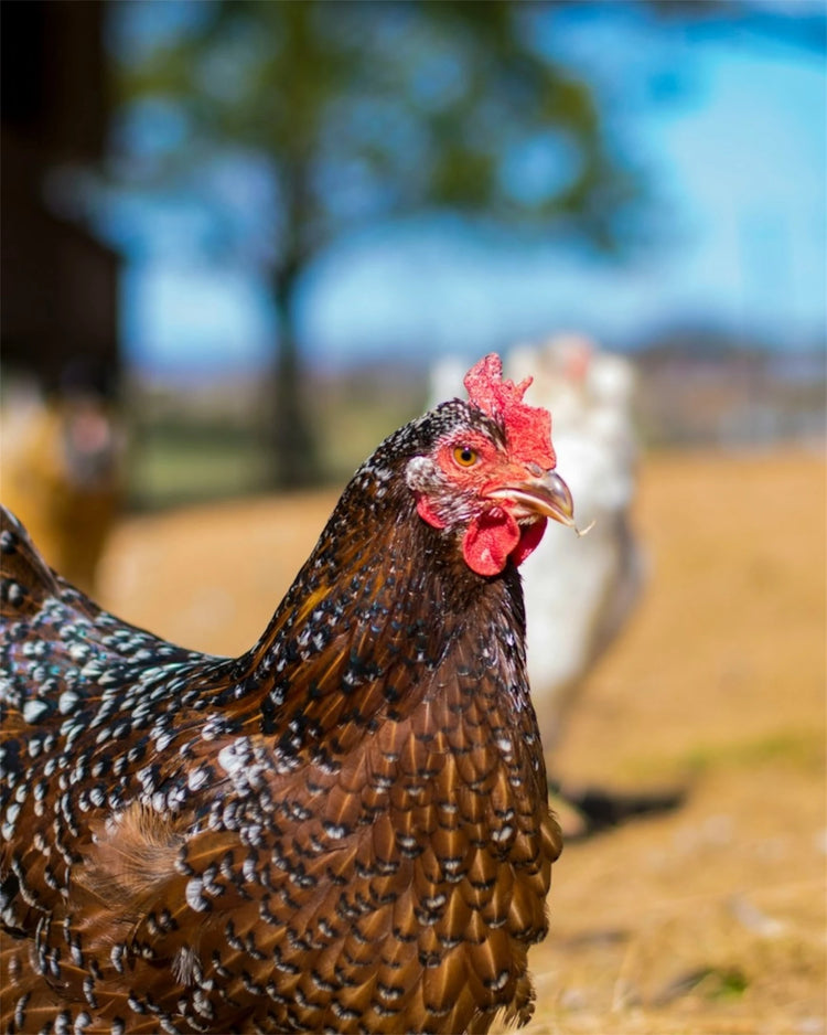 Our Speckled Sussex Chickens