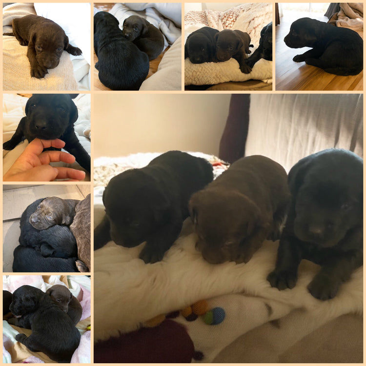 Round Hill Retrievers