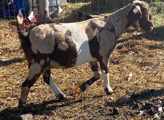 Spanish Dappled Boer Doe (bred)