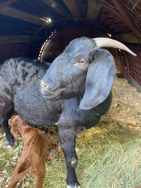 Black Purebred Boer Doe