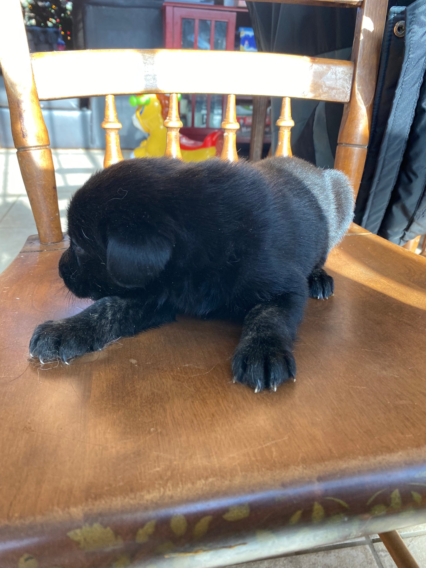 Labsky Female (black with white chest and marbled paws)