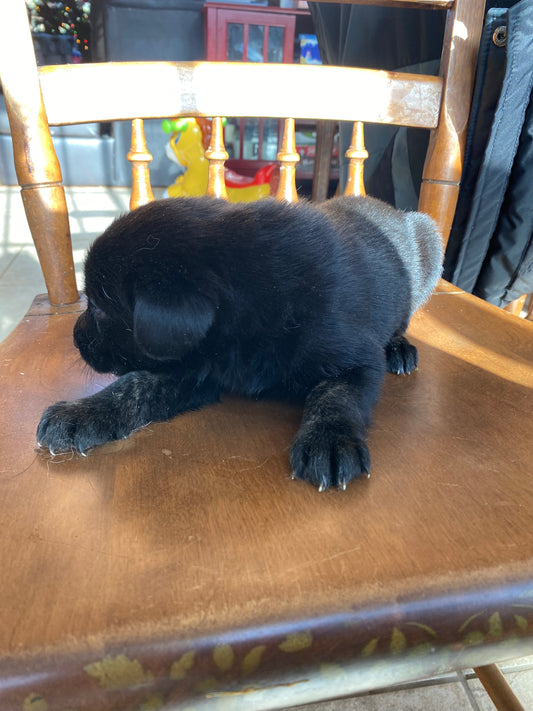 Labsky Female (black with white chest and marbled paws)