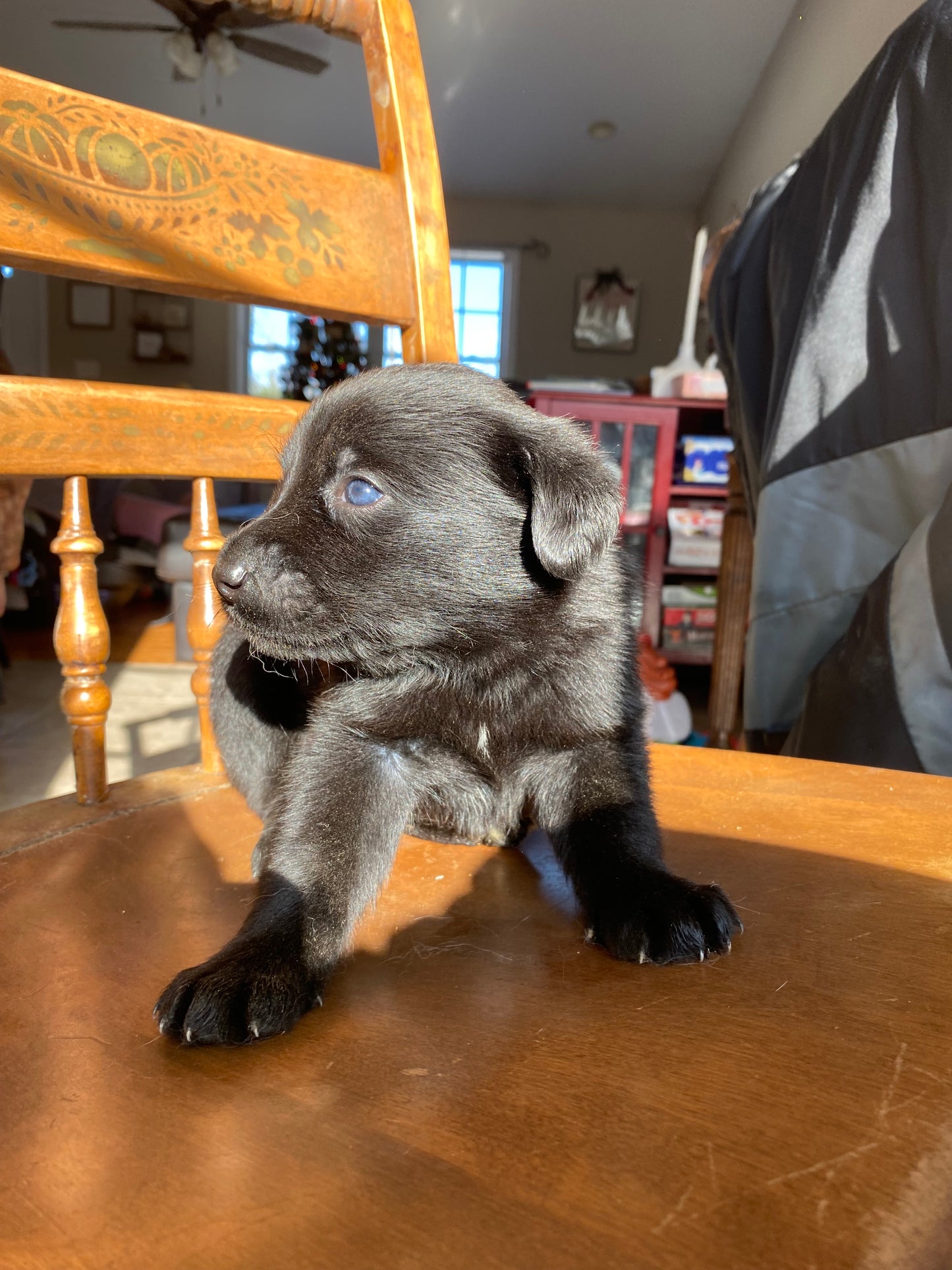 Labsky Female (black with white chest)