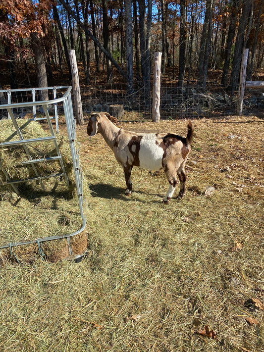 Spanish Dappled Boer Doe (bred)