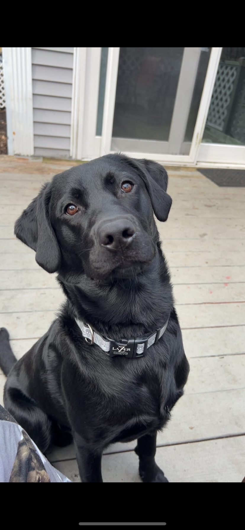 Black Labrador Retriever Paid Waitlist