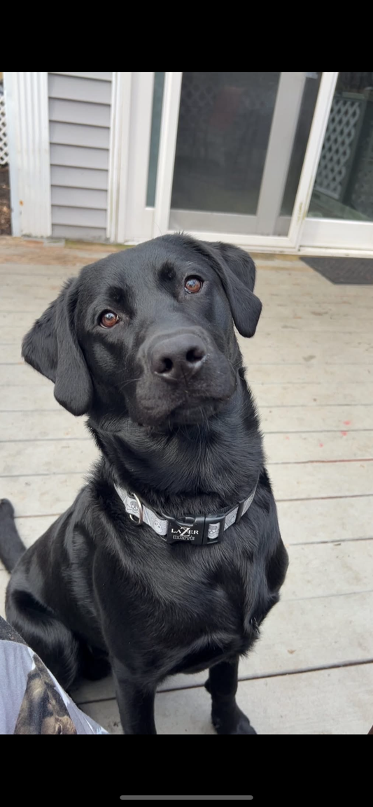 Black Labrador Retriever Paid Waitlist