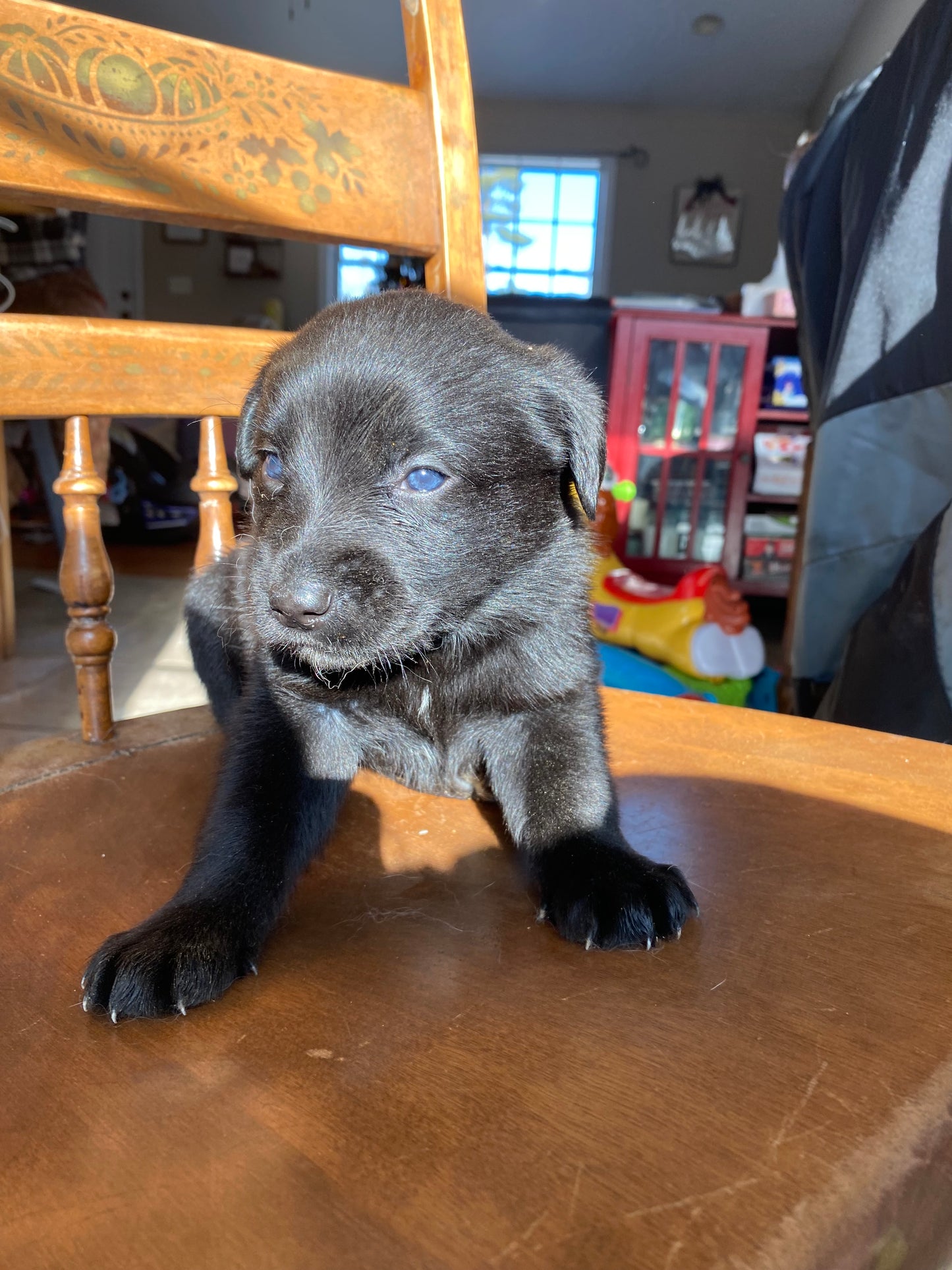 Labsky Female (black with white chest)