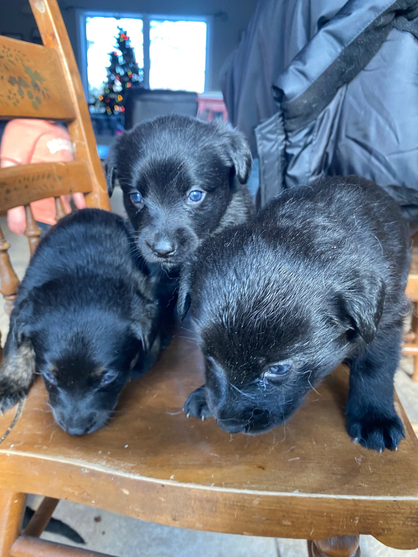 Labsky Female (black with white chest)