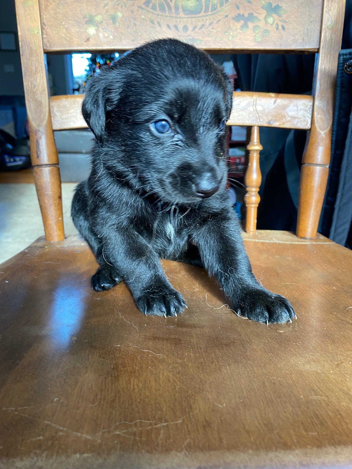 Labsky Female (black with white chest)