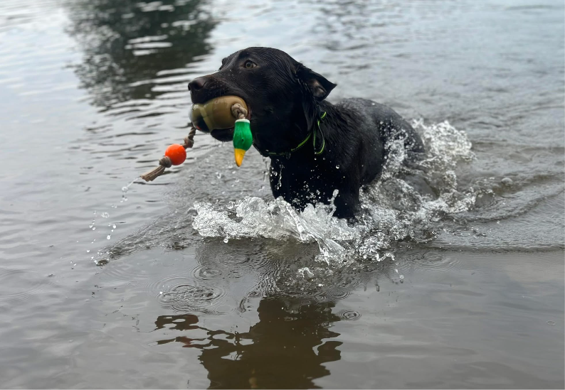 Chocolate Labrador Retriever Paid Waitlist