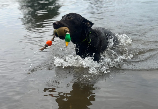 Chocolate Labrador Retriever Paid Waitlist