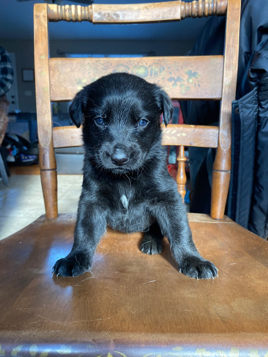 Labsky Female (black with white chest)