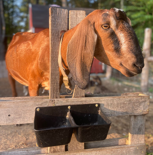 Nubian Doe (Registered and Bred)