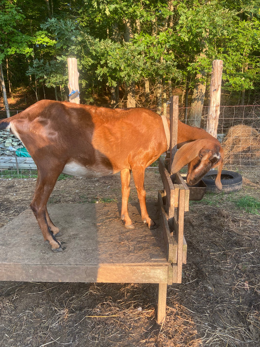 Nubian Doe (Registered and Bred)