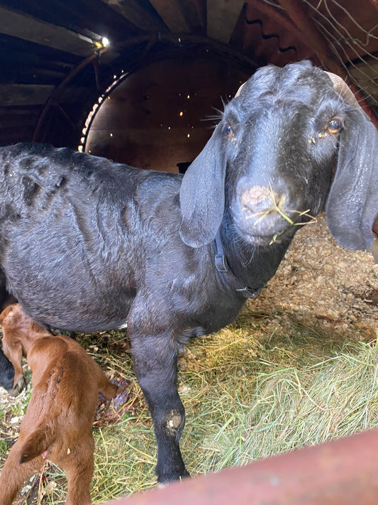 Black Purebred Boer Doe