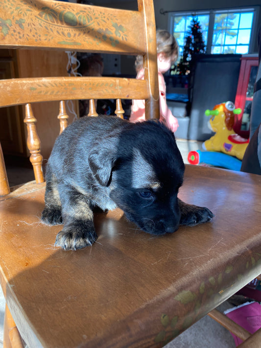 Labsky Female (black with white chest and marbled paws)