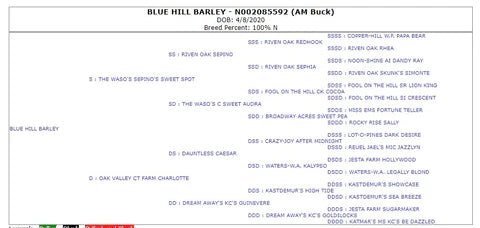 Registered Nubian Buck: Blue Hill Barley