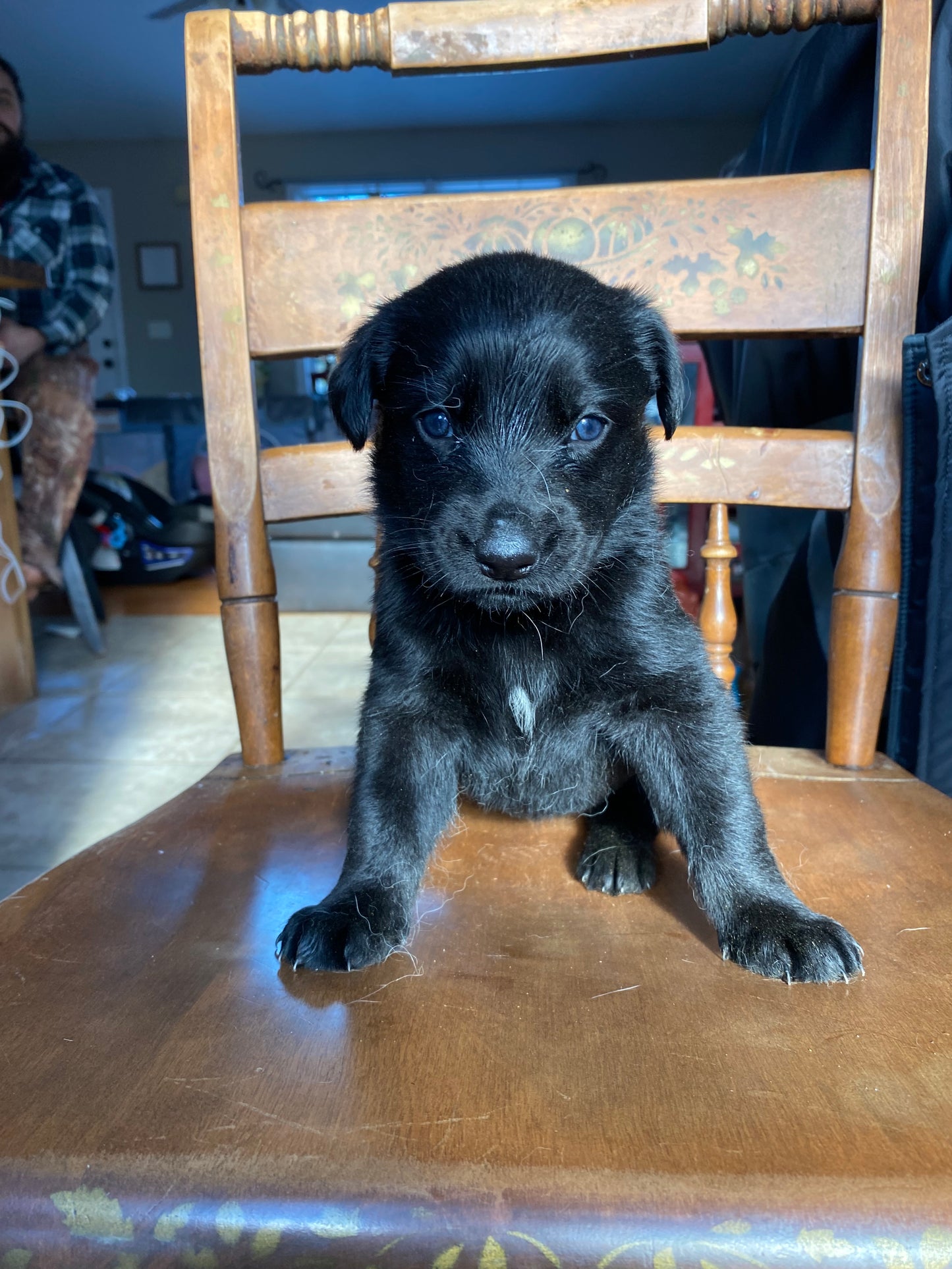 Labsky Female (black with white chest)