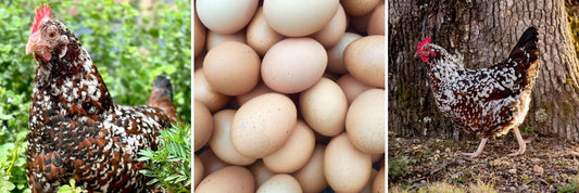 Speckled Sussex Fertile Hatching Eggs