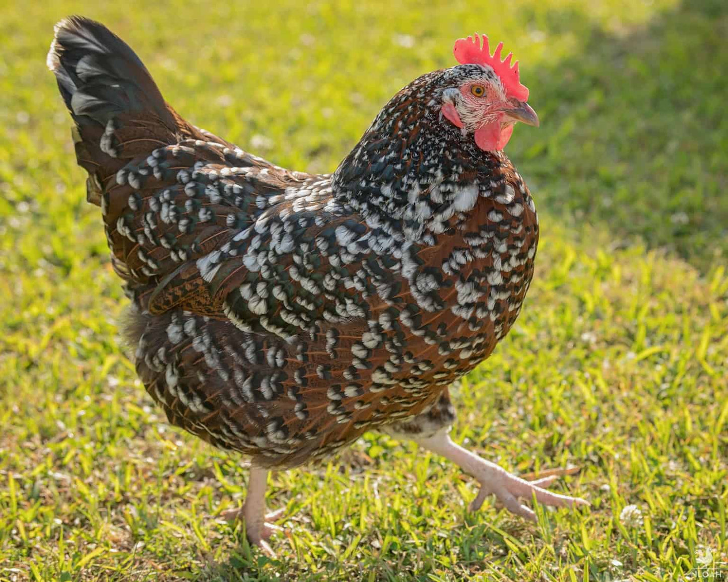 Speckled Sussex Laying Hens