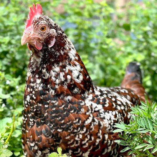 Speckled Sussex Roosters