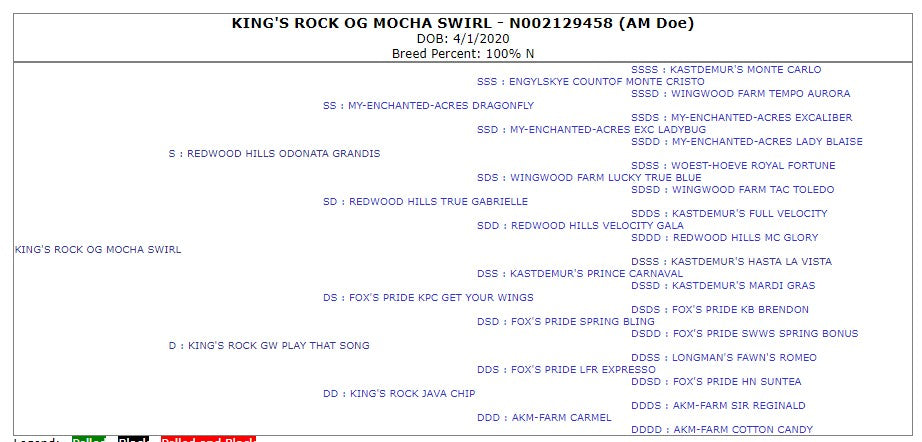 KID DEPOSIT: King's Rock OG Mocha Swirl